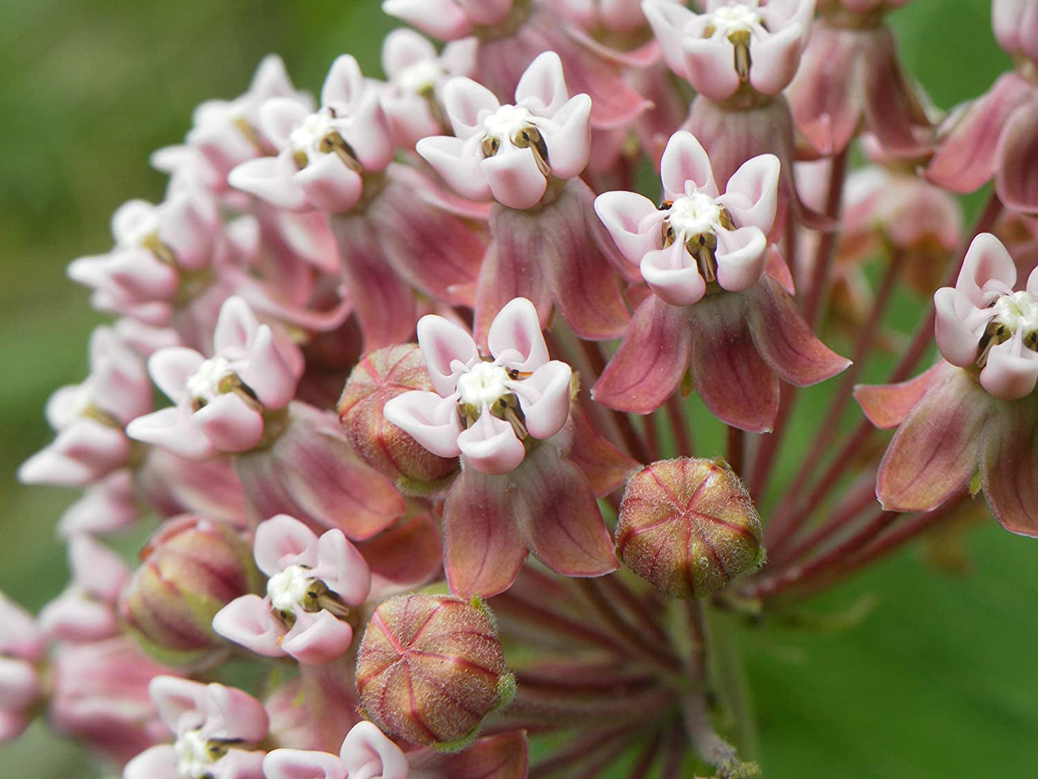 800+ Milkweed Seeds for Monarch Butterflies