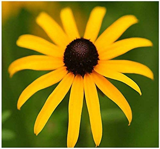 Big Pack - (100,000+) Black Eyed Susan Flower Seeds - Self Reseeds Rudbeckia Hirta - Perfect Golden Cut Flowers - Flower Seeds by Myseeds.Co (Big Pack - Black Eyed Susan)