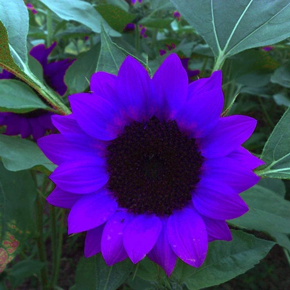 Sunflower Seeds to Plant Purple Sunflower Seeds Ornamental Plant Home Garden Yard Farm Office Decor Non-Gmo Seeds Purple Sunflower Seeds