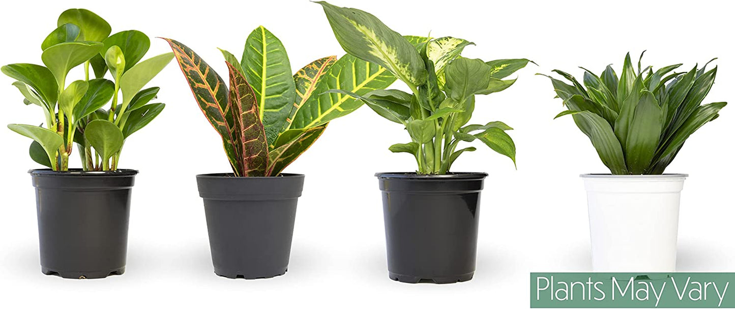Essential Houseplant Collection (4PK) Live Plants Indoor Plants Live Houseplants in Plant Pots, Easy House Plants Indoors Live, Snake Plant, Pothos in Potting Soil, Clean Air Plants by