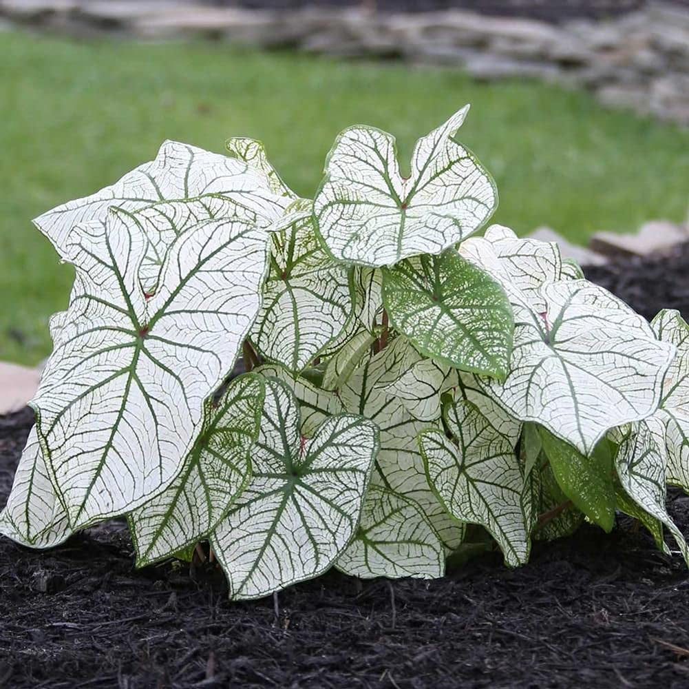 Utopiaseeds Dwarf Candidum Jr Caladium Bulb - Fancy Leaf Caladium - 1 Caladium Root