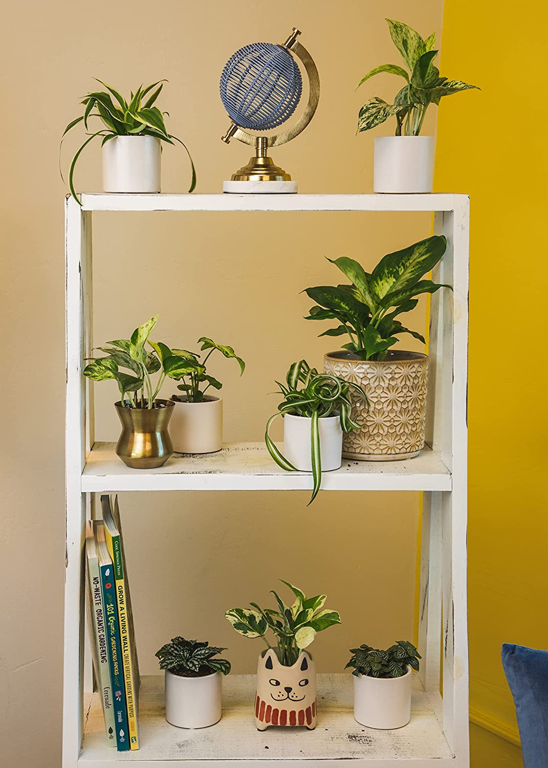 Easy to Grow Houseplants (12 Pack) Live House Plants in Plant Containers, Growers Choice Plant Set in Planters with Potting Soil Mix, Home Décor Planting Kit or Outdoor Garden Gifts by