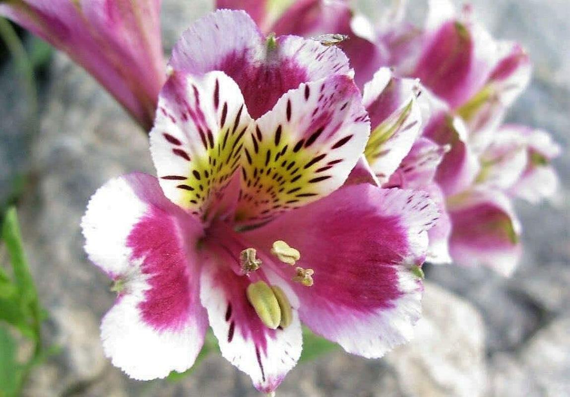 10+ Mix Canna Lily Seeds Peruvian Dr Salters Flower Flowers