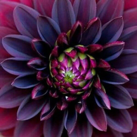 100Pcs Black Ruby Beauty Dahlia Flower Seeds Exotic Fresh Seeds