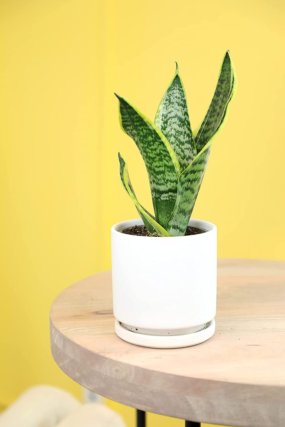 Essential Houseplant Collection (4PK) Live Plants Indoor Plants Live Houseplants in Plant Pots, Easy House Plants Indoors Live, Snake Plant, Pothos in Potting Soil, Clean Air Plants by