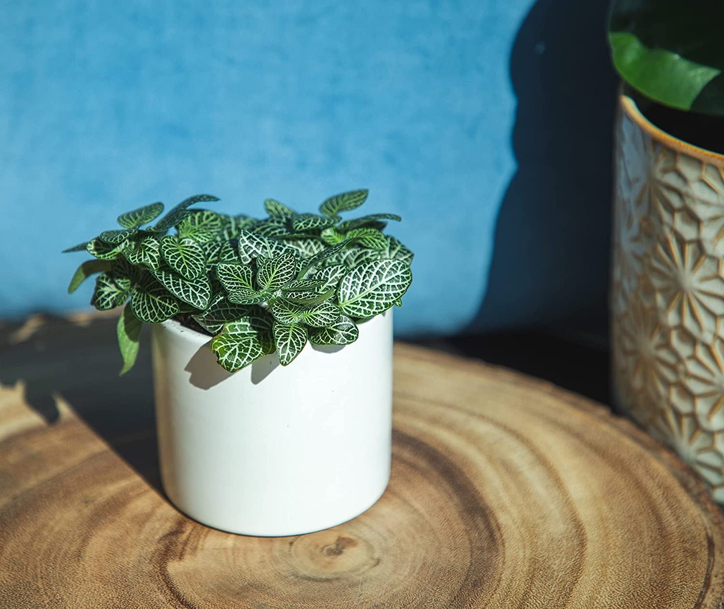 Easy to Grow Houseplants (12 Pack) Live House Plants in Plant Containers, Growers Choice Plant Set in Planters with Potting Soil Mix, Home Décor Planting Kit or Outdoor Garden Gifts by