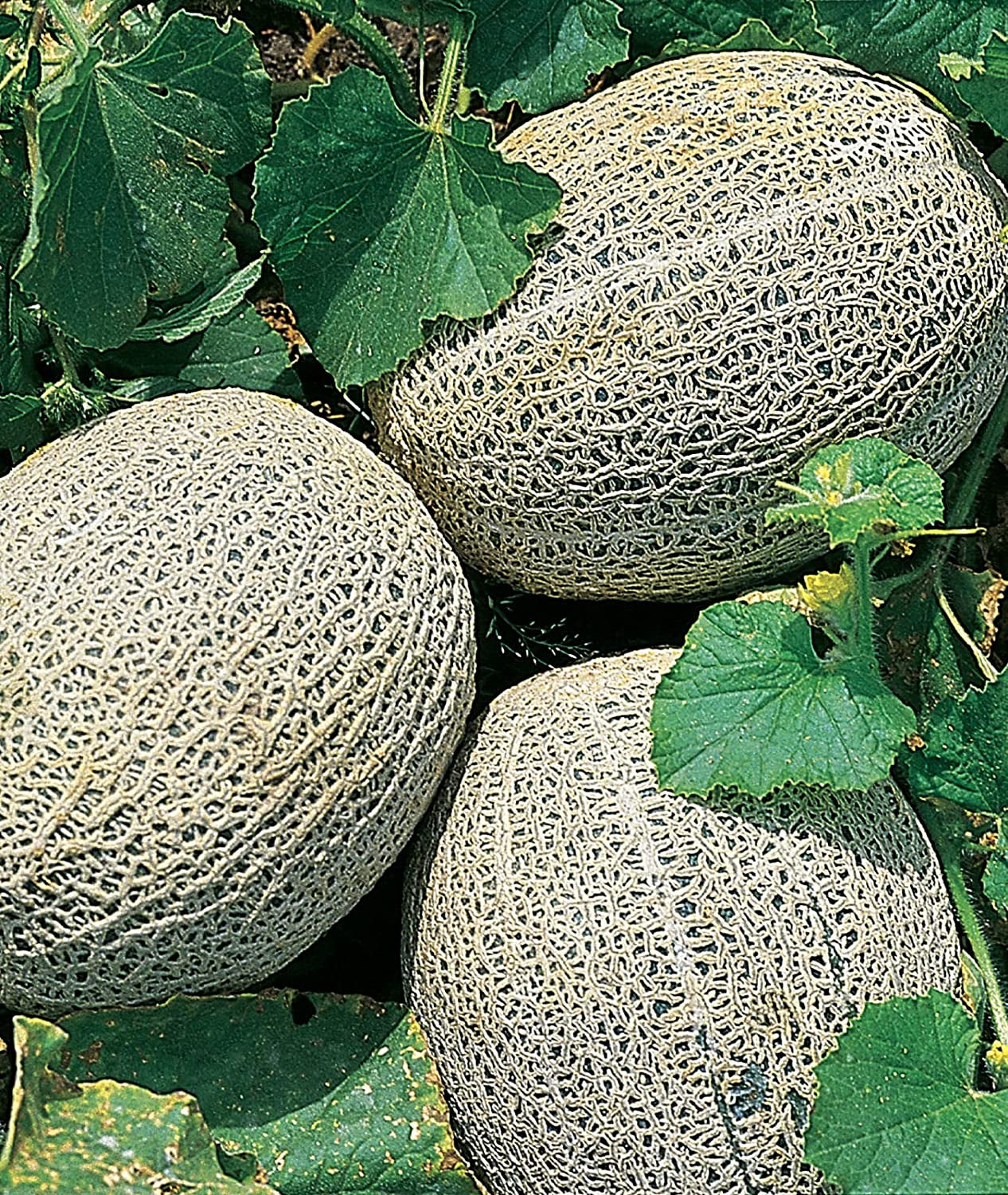 Hale'S Best Jumbo Cantaloupe Melon Seeds 200 Seeds