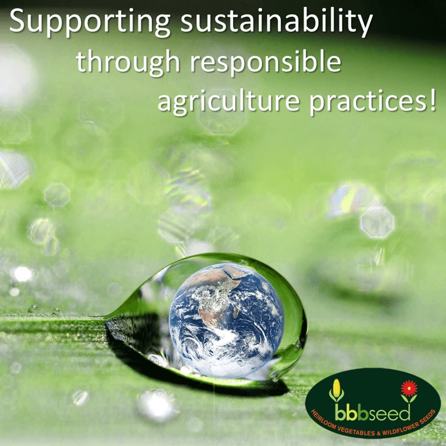 Monarch Butterfly Rescue Wildflower Seeds Bulk Open-Pollinated Wildflower Seed Packet, No Fillers, Annual, Perennial Milkweed Seeds for Monarch Butterfly 1Oz