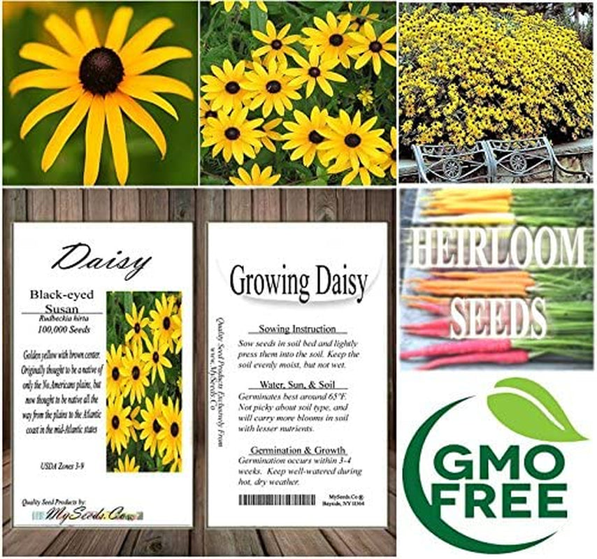 Big Pack - (100,000+) Black Eyed Susan Flower Seeds - Self Reseeds Rudbeckia Hirta - Perfect Golden Cut Flowers - Flower Seeds by Myseeds.Co (Big Pack - Black Eyed Susan)