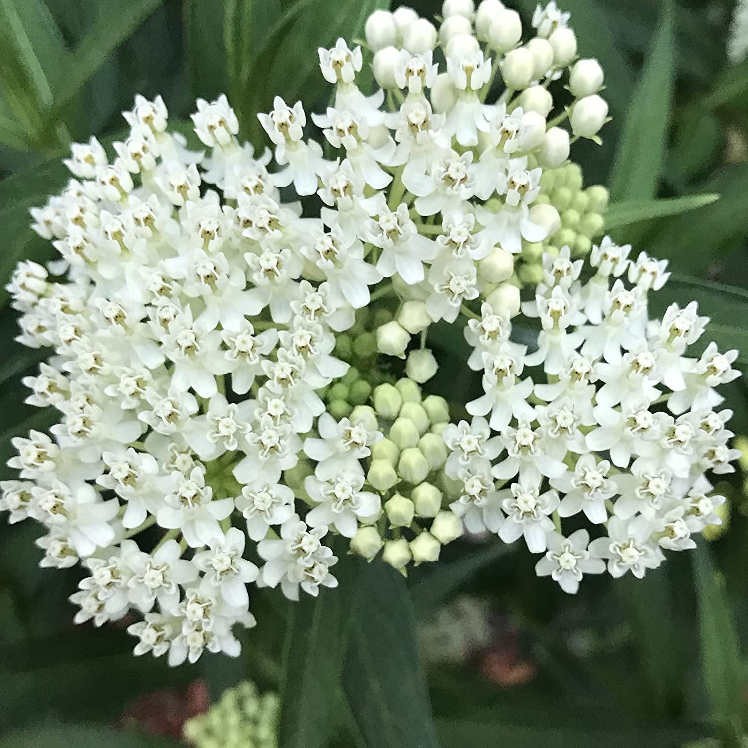 800+ Milkweed Seeds for Monarch Butterflies