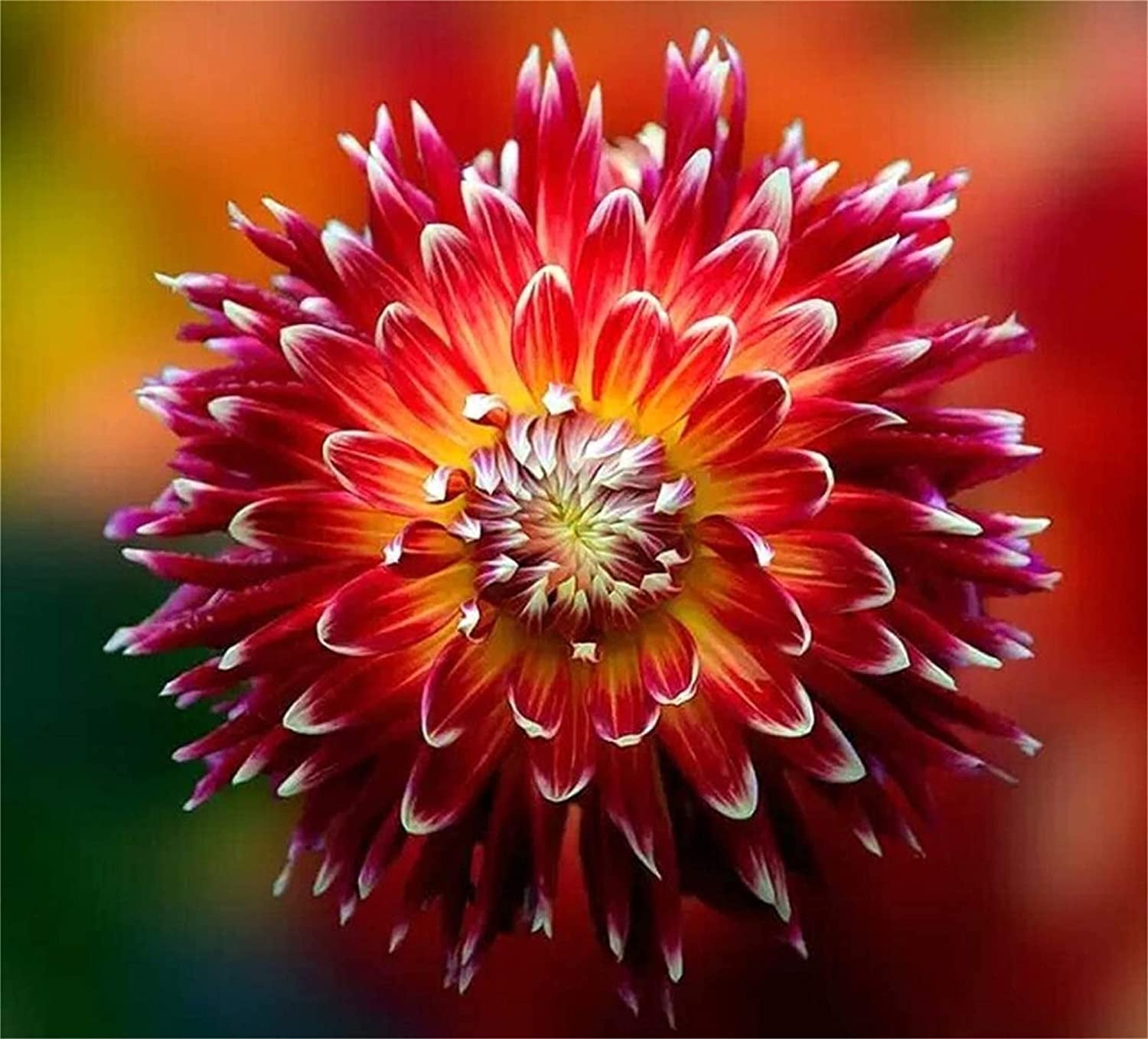 primula flower seeds Primula Acaulis Danessa Mix Flower Seeds