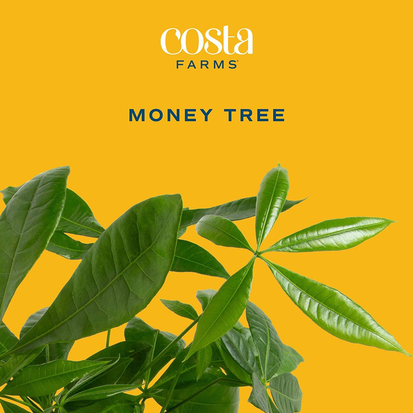 Money Tree, Easy Care Indoor Plant, Live Houseplant in Ceramic Planter Pot, Bonsai Potted in Potting Soil, Home Décor,16-Inches Tall