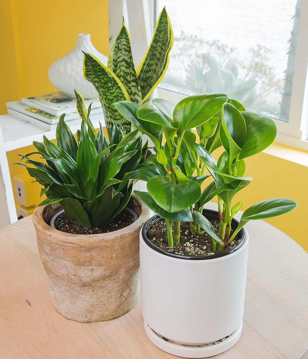essential house plants Essential Houseplant Collection (4PK) Live Plants Indoor Plants Live H – Greater Happy Outdoors and Health