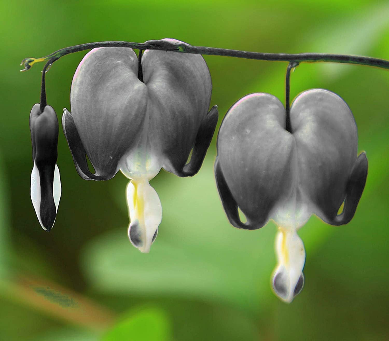 20 Pcs Black Bleeding Heart Seeds Dicentra Spectabilis Shade Flower Garden Spring Flowering