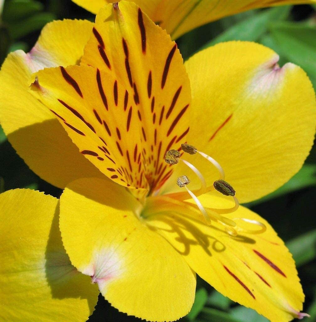 10+ Mix Canna Lily Seeds Peruvian Dr Salters Flower Flowers