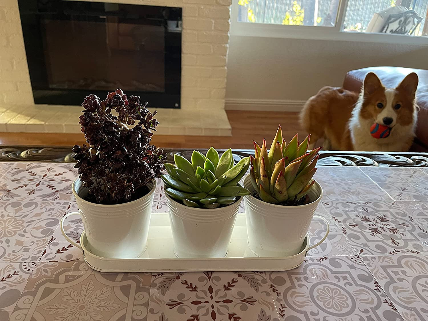 Herb Pot Planter Set with Tray for Indoor Garden or Outdoor Use, White Metal Succulent Potted Planters for Kitchen Windowsill
