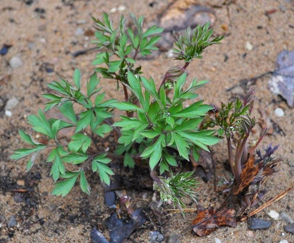 20 Pcs Black Bleeding Heart Seeds Dicentra Spectabilis Shade Flower Garden Spring Flowering