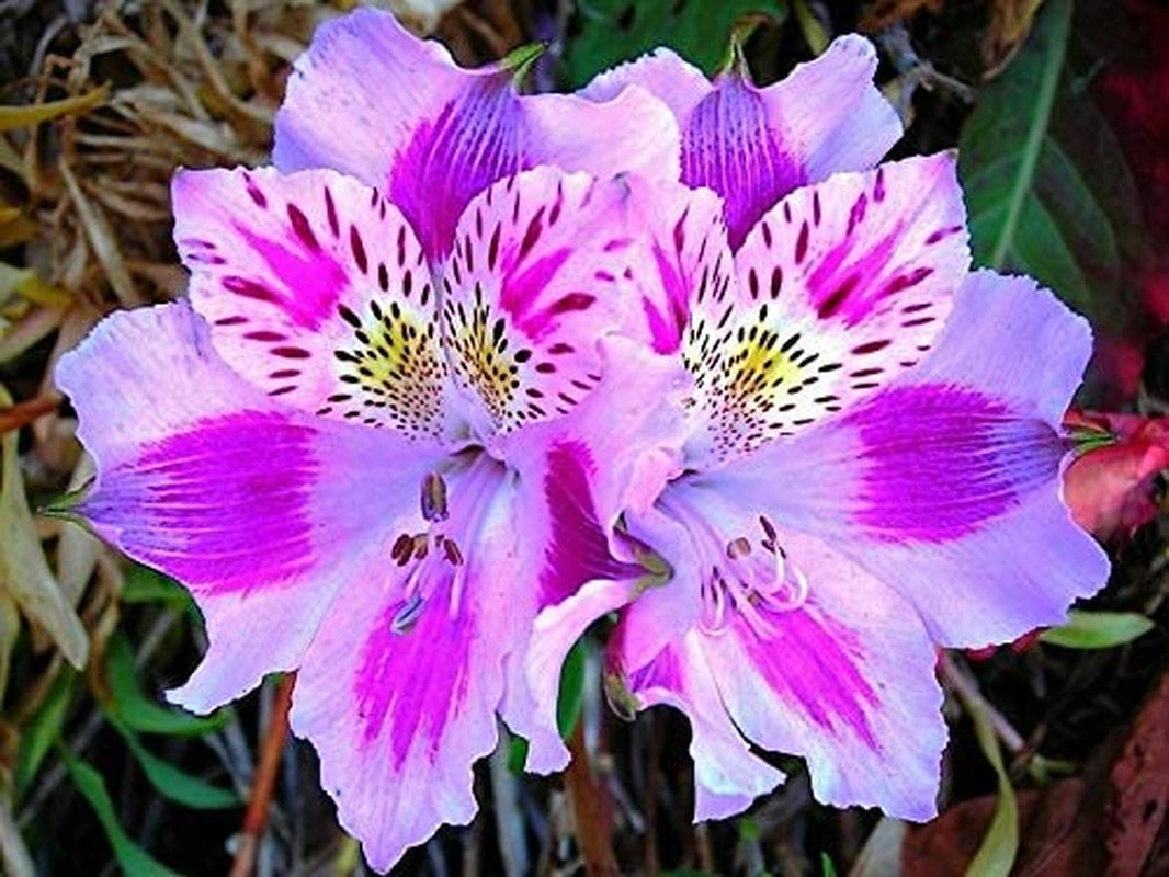 10+ Mix Canna Lily Seeds Peruvian Dr Salters Flower Flowers