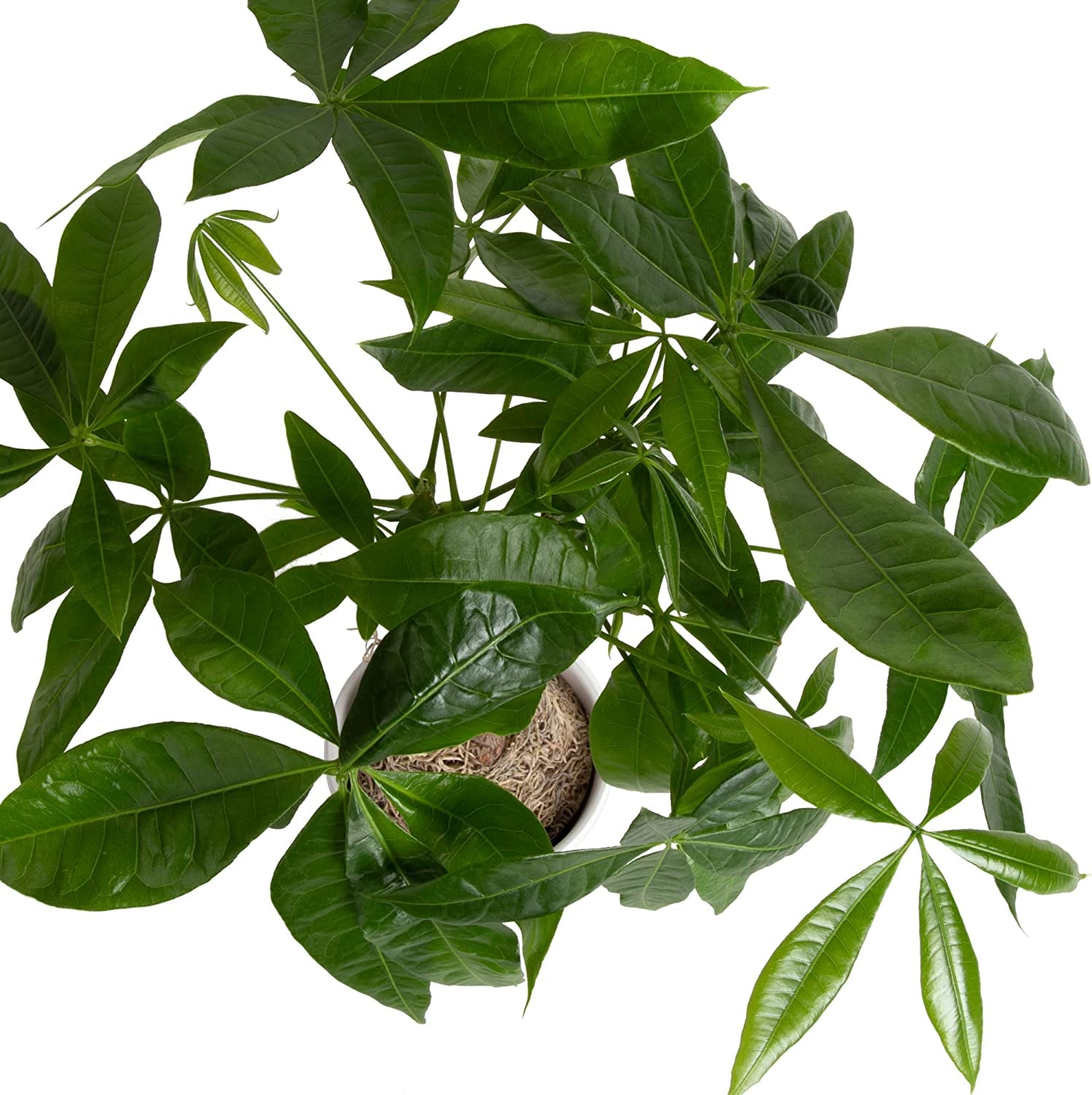 Money Tree, Easy Care Indoor Plant, Live Houseplant in Ceramic Planter Pot, Bonsai Potted in Potting Soil, Home Décor,16-Inches Tall