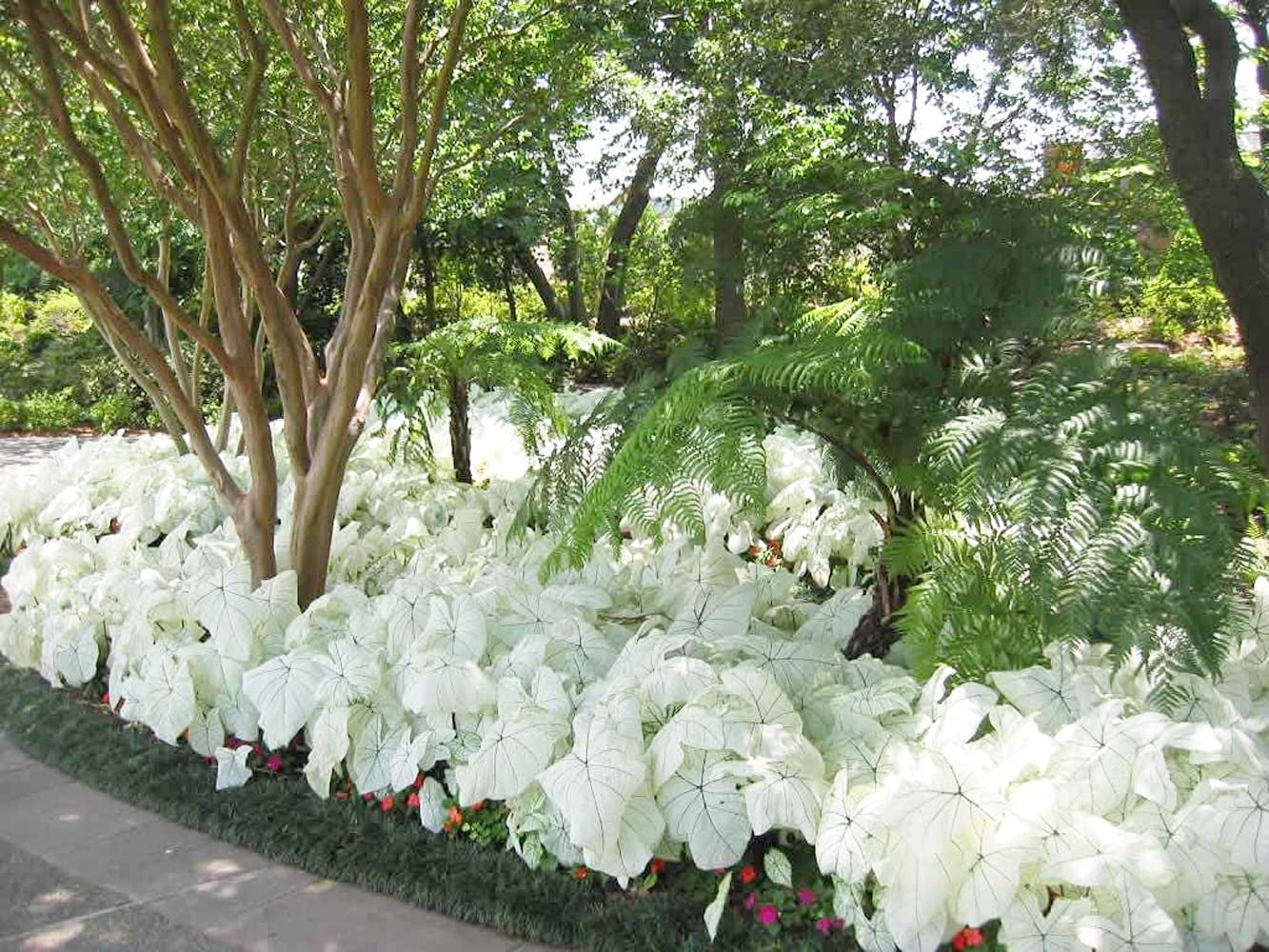 Utopiaseeds Dwarf Candidum Jr Caladium Bulb - Fancy Leaf Caladium - 1 Caladium Root