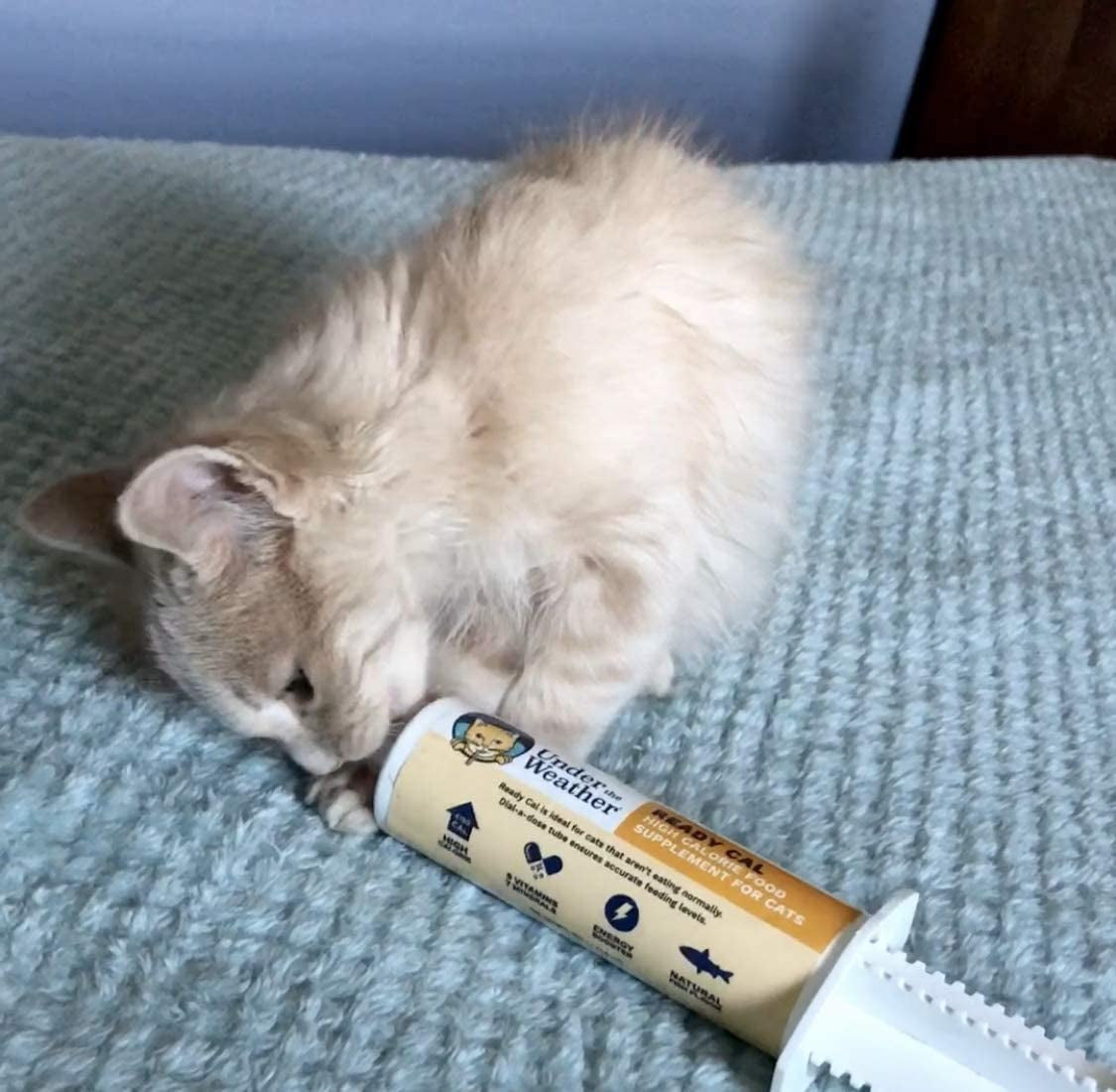 Pet | Ready Cal for Cats 100Cc | High Calorie Supplement | Cat Weight Gainer and High Calorie Booster | 10 Vitamins, 7 Minerals & Omega Fatty Acids (For Cats 100Cc)