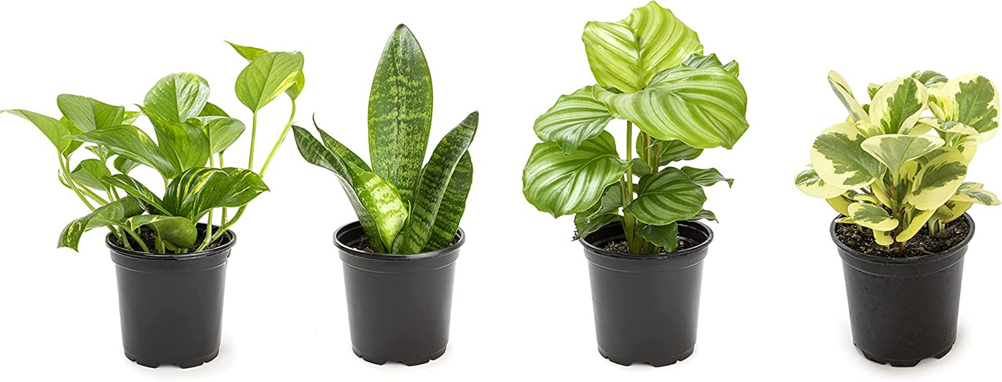Essential Houseplant Collection (4PK) Live Plants Indoor Plants Live Houseplants in Plant Pots, Easy House Plants Indoors Live, Snake Plant, Pothos in Potting Soil, Clean Air Plants by