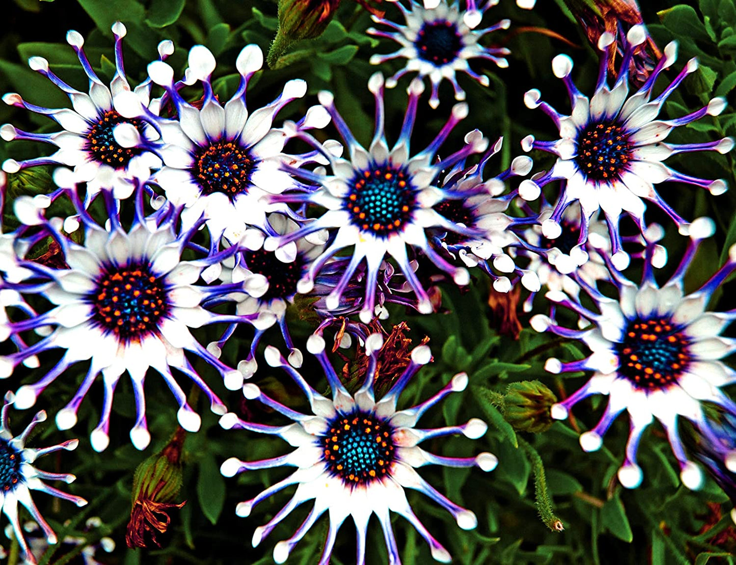 Rare 100 Pcs Seeds Purple Daisy Seeds Flower Garden Plant