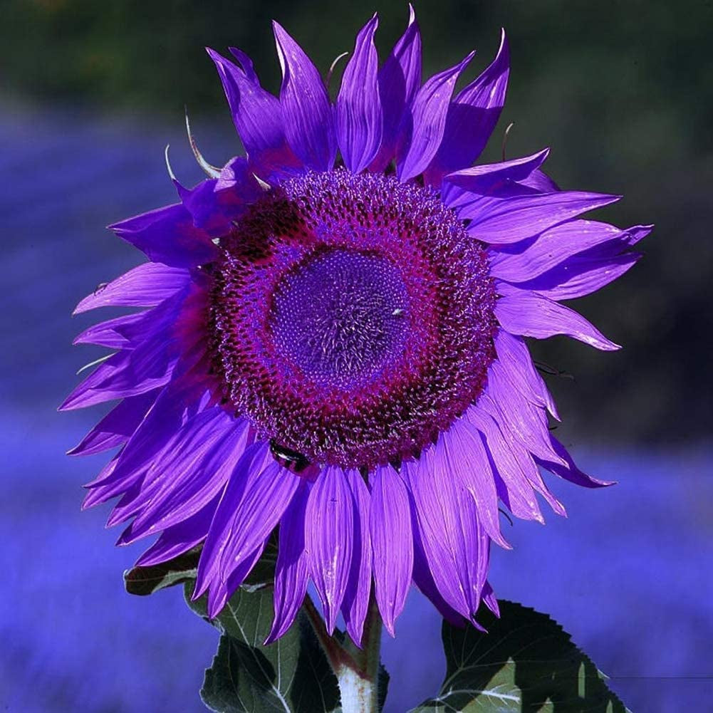 Sunflower Seeds to Plant Purple Sunflower Seeds Ornamental Plant Home Garden Yard Farm Office Decor Non-Gmo Seeds Purple Sunflower Seeds