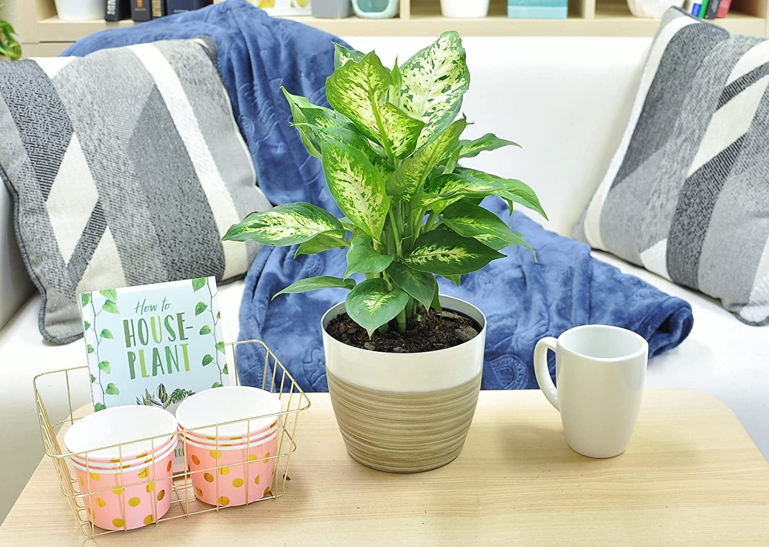 dieffenbachia clean air Dieffenbachia, Air Purifying Live Indoor Plant, Beautiful Easy to Grow – Greater Happy Outdoors and Health