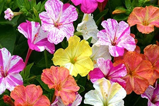 100 Four O'Clock Flower Seeds, Marvel of Peru | Exotic Garden Flowers | Made in USA, Ships from Iowa.