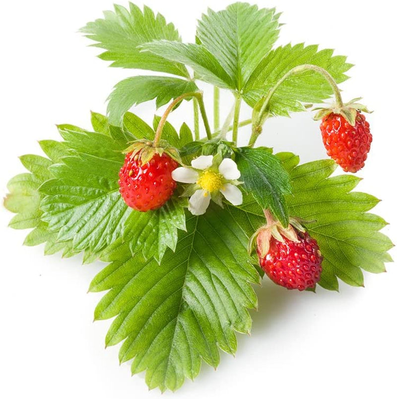 Smart Garden Wild Strawberry Plant Pods, 9-Pack