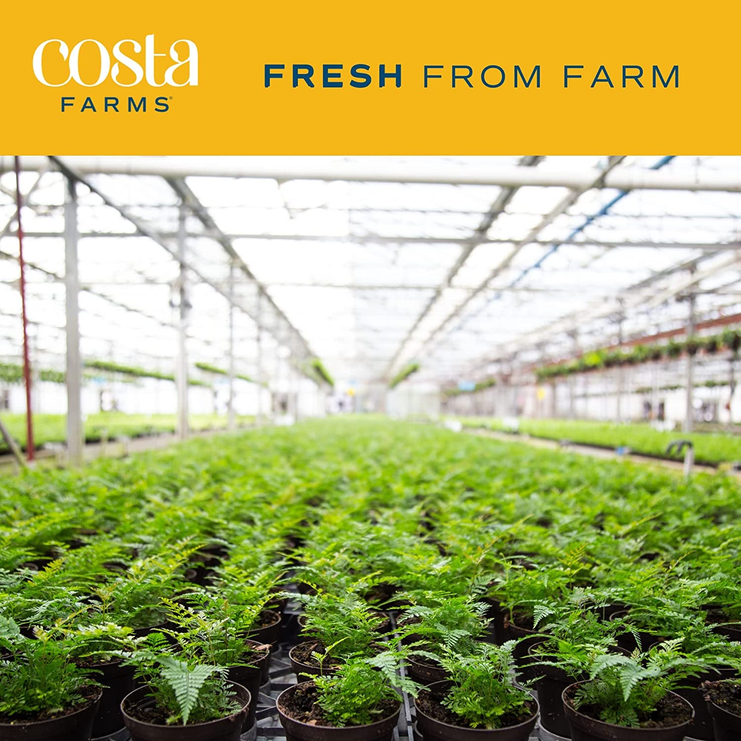 Live Plants (3 Pack), Indoor Houseplants in Planter Pots, Air Purifiers in Potting Soil, Home Decor, Bedroom Decor, New Home Gift, Birthday Gift, Outdoor Garden Gift, Clean Air Collection