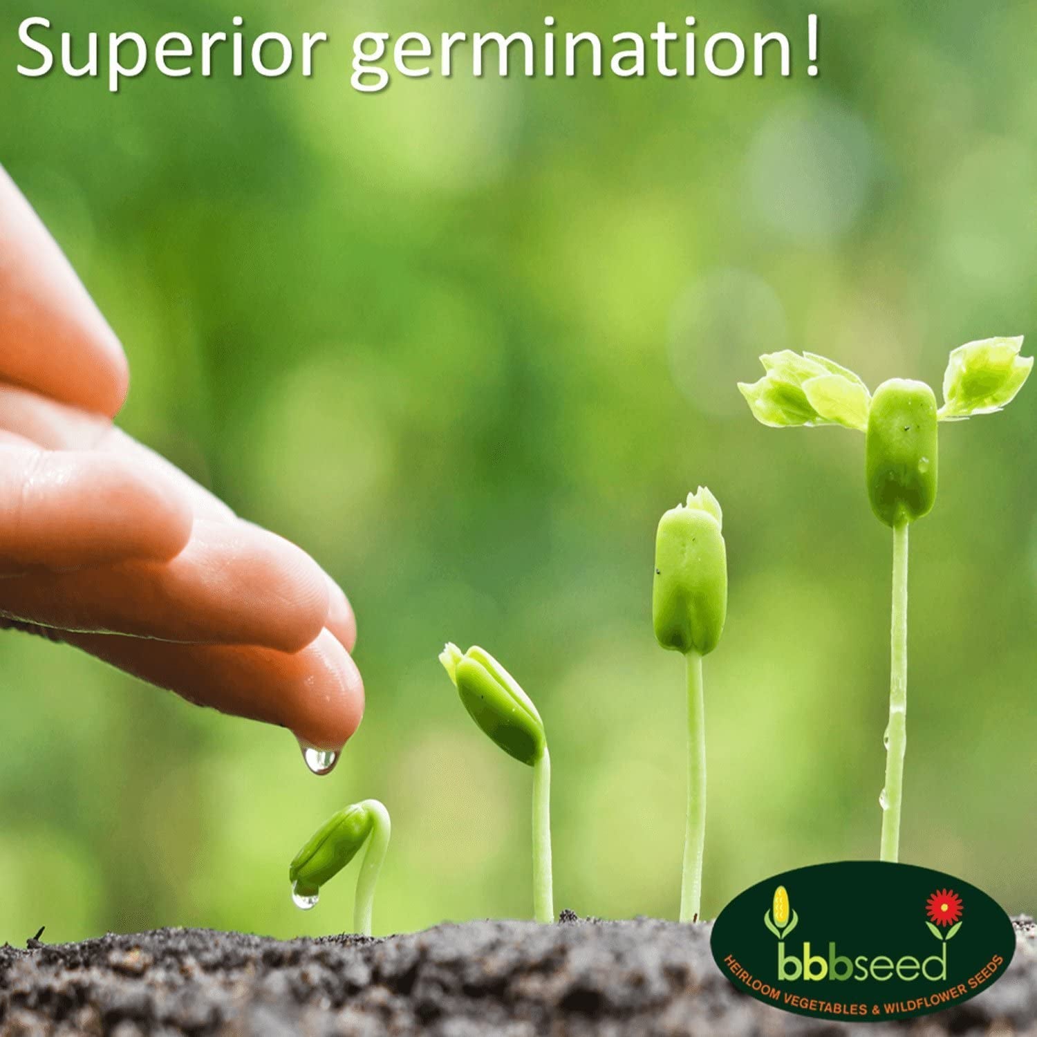 Monarch Butterfly Rescue Wildflower Seeds Bulk Open-Pollinated Wildflower Seed Packet, No Fillers, Annual, Perennial Milkweed Seeds for Monarch Butterfly 1Oz