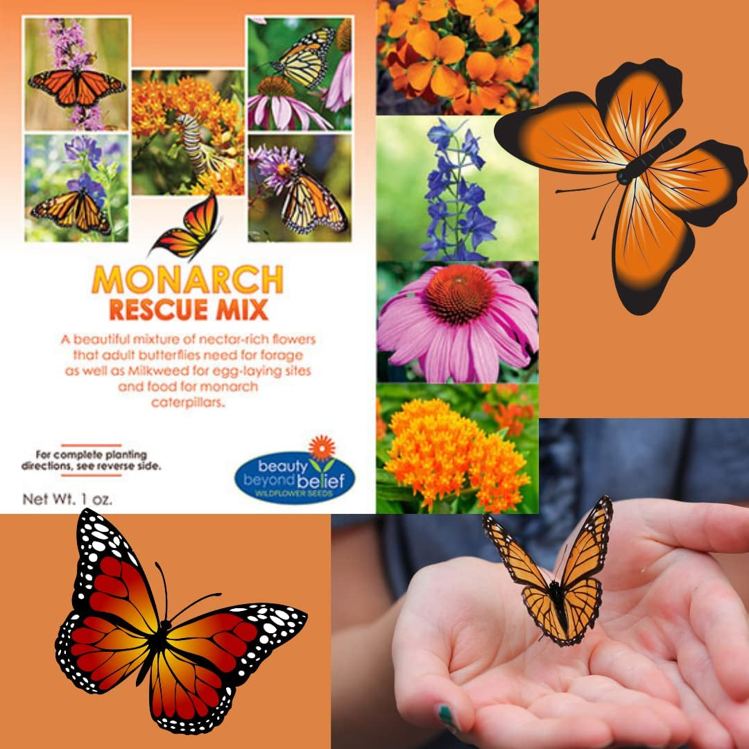 Monarch Butterfly Rescue Wildflower Seeds Bulk Open-Pollinated Wildflower Seed Packet, No Fillers, Annual, Perennial Milkweed Seeds for Monarch Butterfly 1Oz