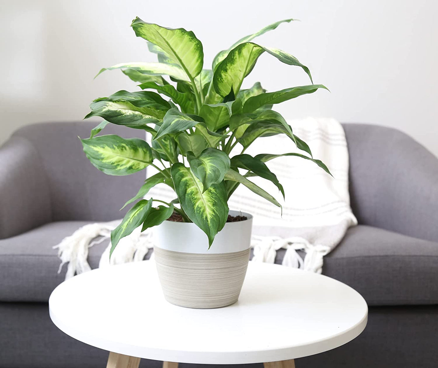air purifying plant dieffenbachia Dieffenbachia, Air Purifying Live Indoor Plant, Beautiful Easy to Grow – Greater Happy Outdoors and Health