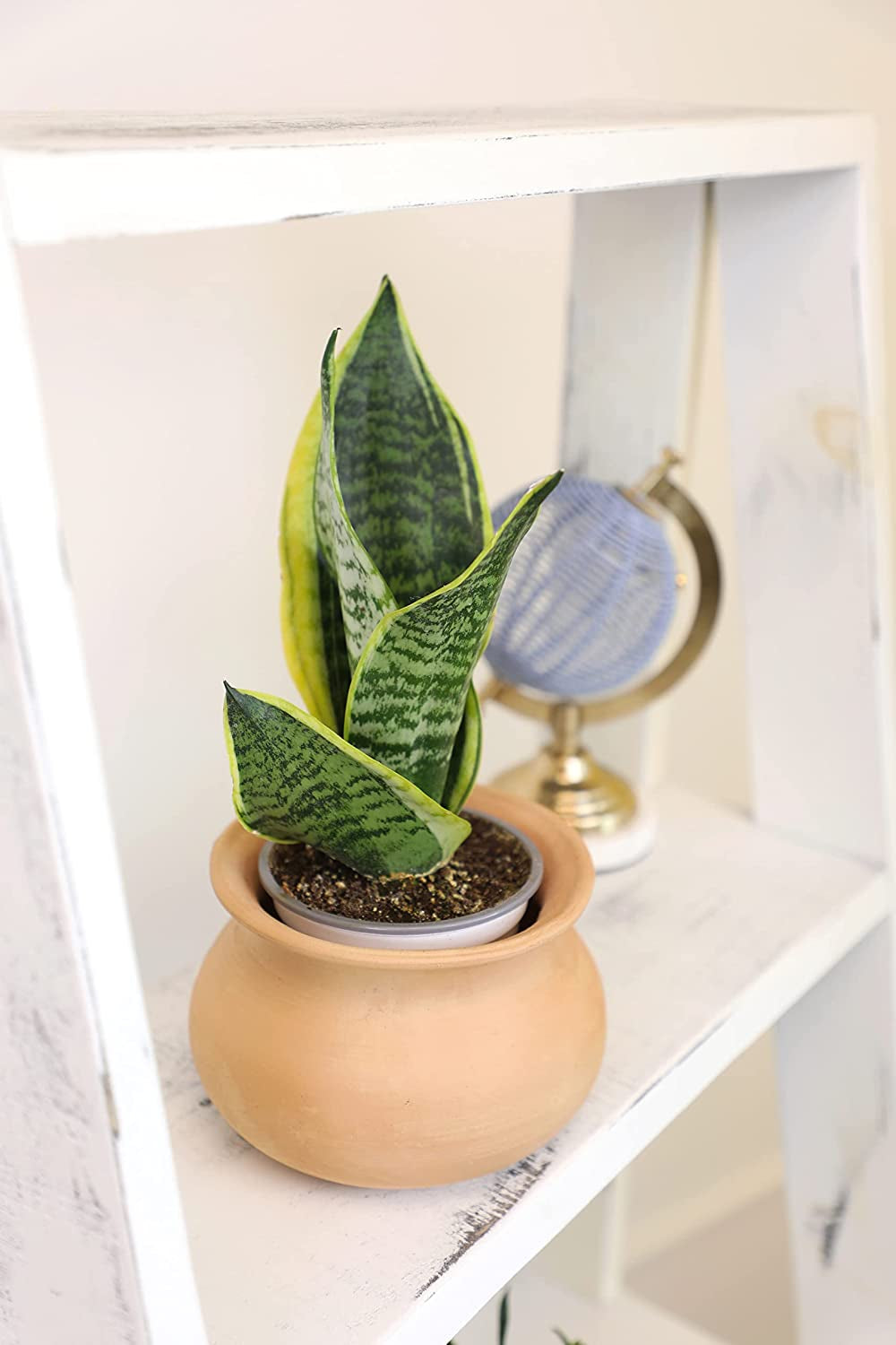 Essential Houseplant Collection (4PK) Live Plants Indoor Plants Live Houseplants in Plant Pots, Easy House Plants Indoors Live, Snake Plant, Pothos in Potting Soil, Clean Air Plants by