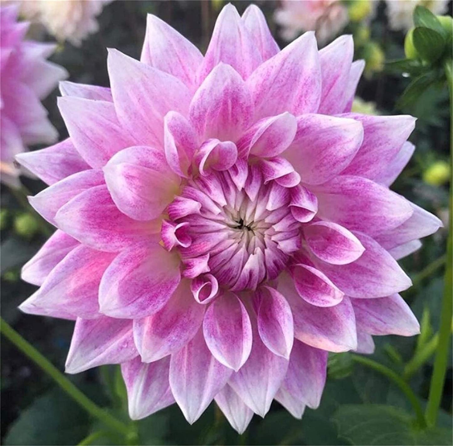 Zellajake Rare Flower Seeds 100+ Pcs Dahlia Seeds Compound Petals Multi-Color Mixed