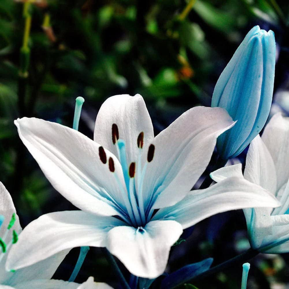Blue Rare Lily Seeds for Yard Gardening Plant,50Pcs Blue Rare Lily Seeds Planting Lilium Flower Home Bonsai Garden Decor by