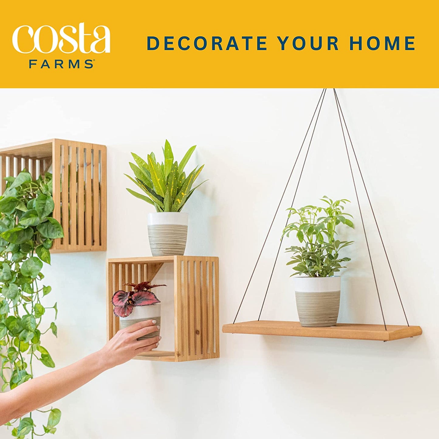 Live Plants (3 Pack), Indoor Houseplants in Planter Pots, Air Purifiers in Potting Soil, Home Decor, Bedroom Decor, New Home Gift, Birthday Gift, Outdoor Garden Gift, Clean Air Collection