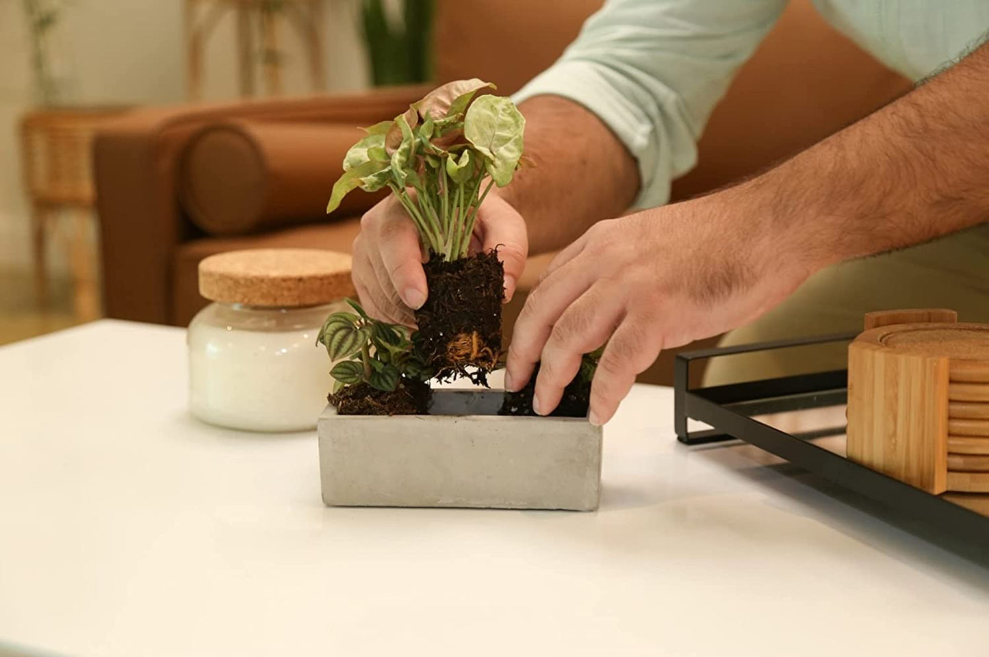 Mini Houseplants (6 Pack), Easy Grow Live Indoor House Plants in Nursery Plant Pots, Grower'S Choice with Soil Potting Mix, Potted Home Décor Planter or Outdoor Garden Gift