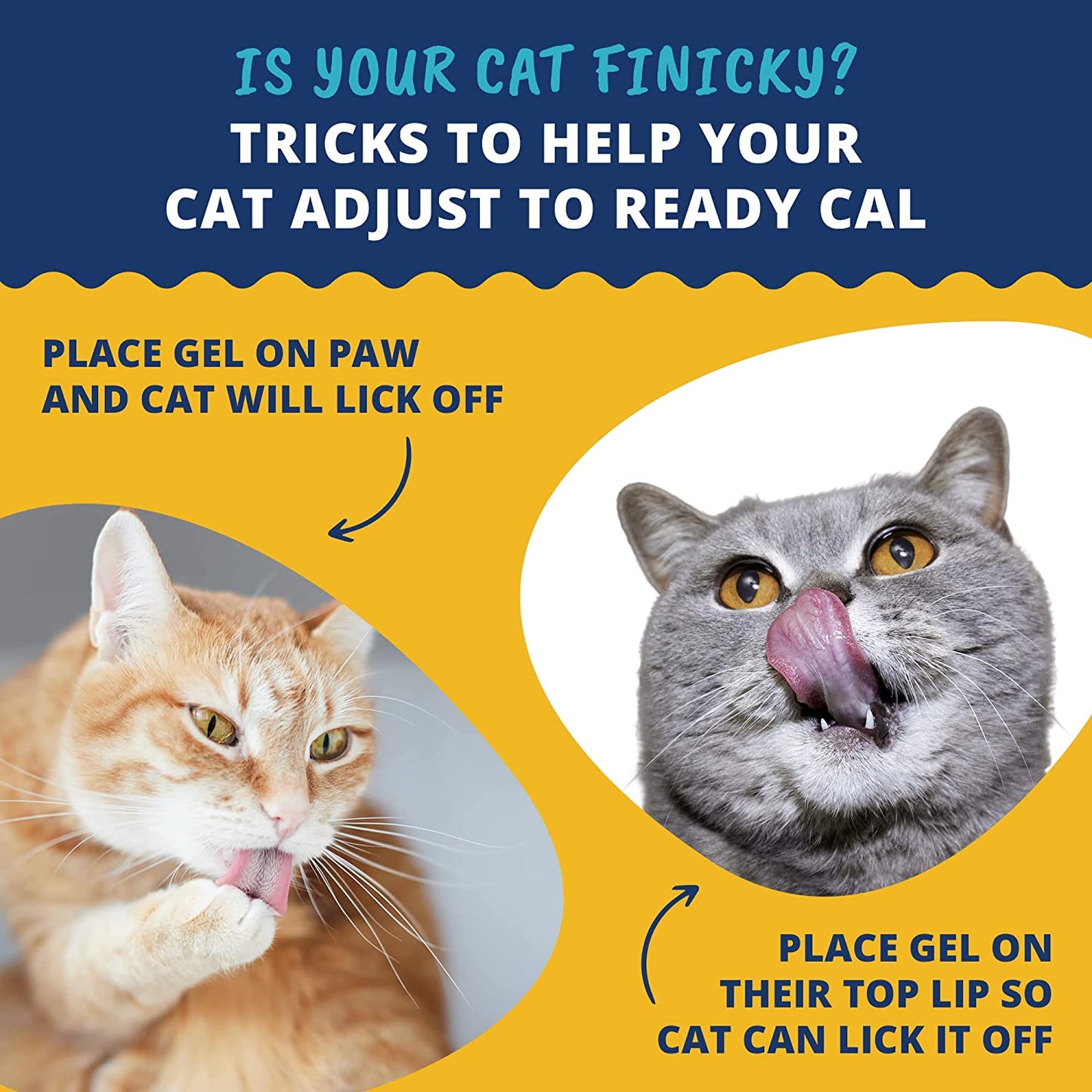 Pet | Ready Cal for Cats 100Cc | High Calorie Supplement | Cat Weight Gainer and High Calorie Booster | 10 Vitamins, 7 Minerals & Omega Fatty Acids (For Cats 100Cc)