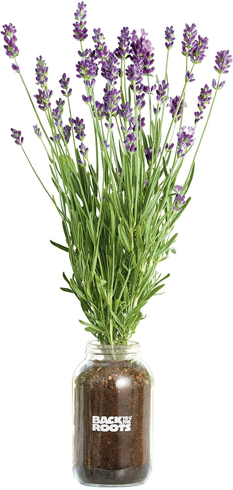 Lavender Organic Windowsill Planter Kit - Grows Year Round, Includes Everything Needed for Planting